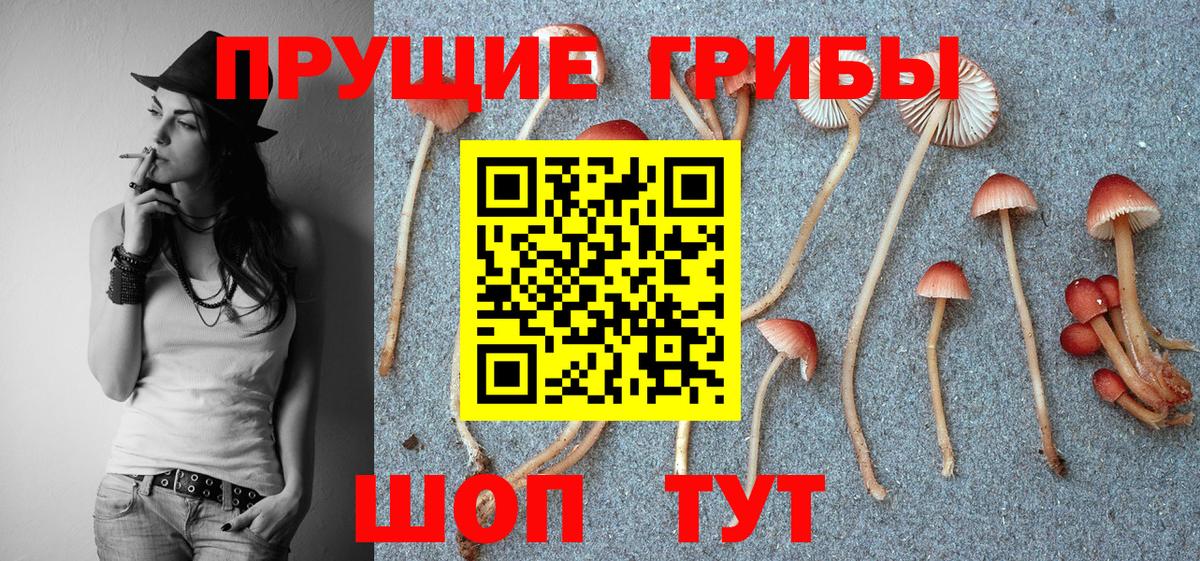 Псилоцибиновые грибы Psilocybe  Вход с VPN  Среднеуральск 